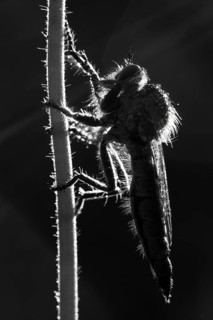 Robber fly