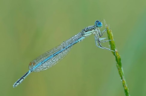 White-legged damselfly