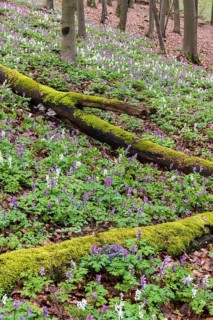 Hollow larkspur