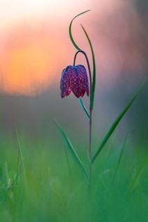 Snake's Head Fritillary