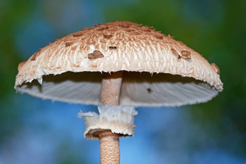 Parasol mushroom