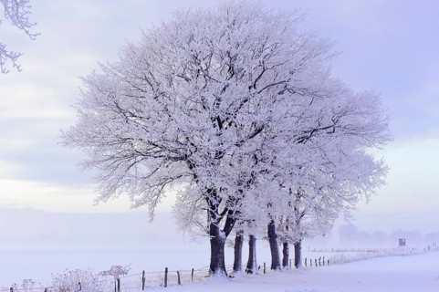 Oak