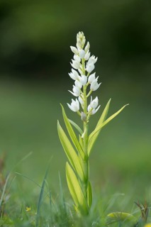 Sword-leaved