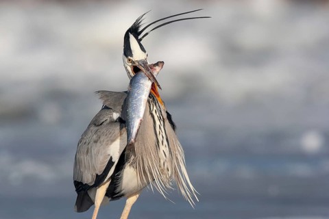 Grey heron