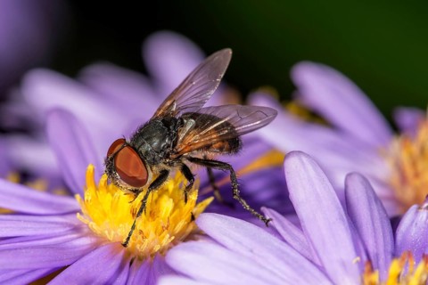 Parasite fly