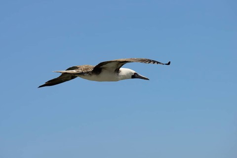 Guano Booby
