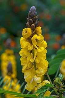 Senna didymobotrya