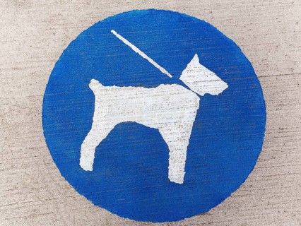 White dog on a leash on a blue background