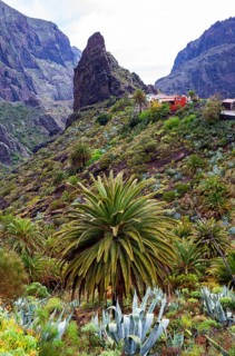 Canary Island date palm