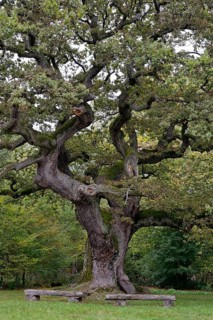 English oak