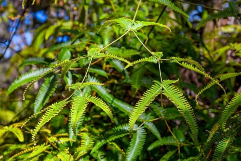Leaf shoots of the tree fern