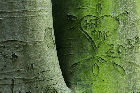 Beech trees
