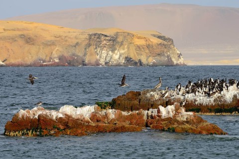 Bird Island in Paracas National Reserve