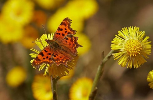 Comma