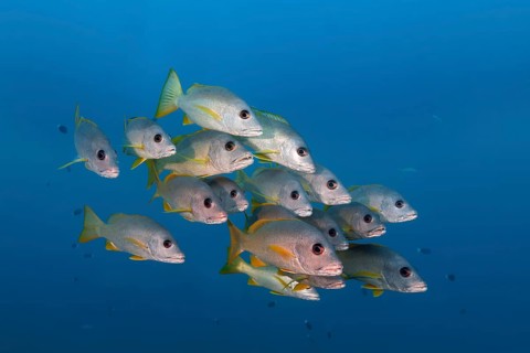 Swarm Ehrenberg's Snapper