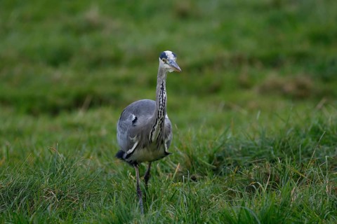 Grey heron