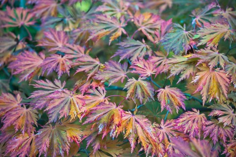 Autumn leaves of wolfsbane maple