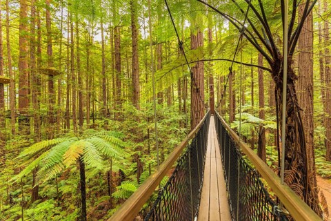 Redwood Treewalk