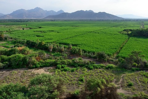Sugarcane fields