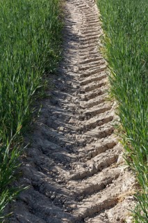 Tractor track in a green field