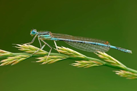White-legged damselfly