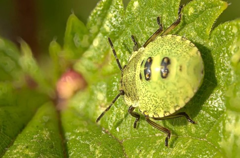 Green shield bug