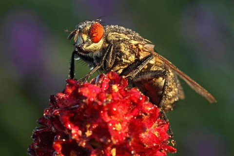 Blowfly