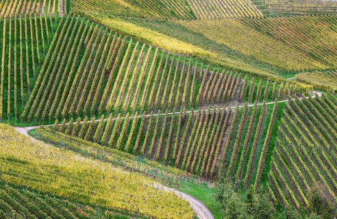 Vineyards in autumn