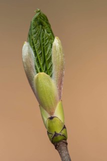 Bud produces leaf