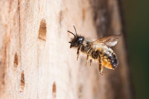 Hornfaced bee