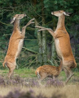 Alt animals in dispute of the red deer