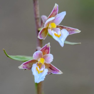 Marsh Helleborine
