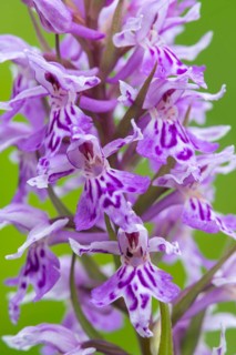 Southern marsh orchid