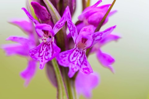 Southern marsh orchid