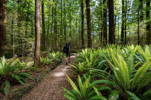 Hiker on trail through forest with ferns