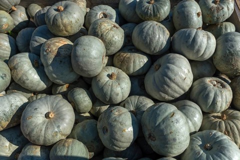 Crown Price DishPumpkins