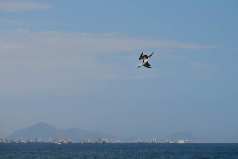 Guano Booby