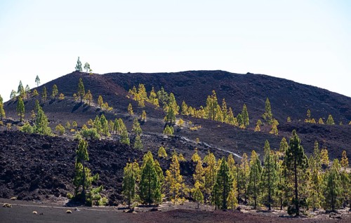 Canary Island pines