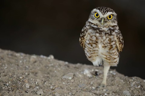 Pacific pygmy owl