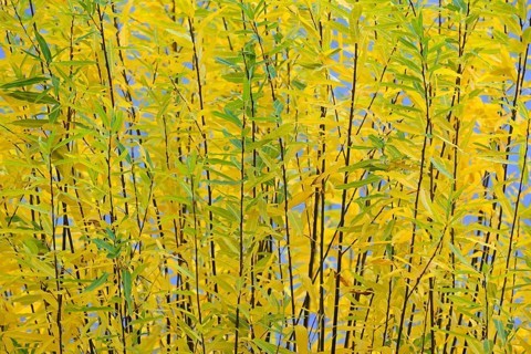Willow
