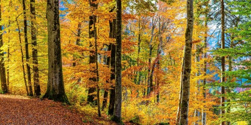 Mountain forest in Trettachtal