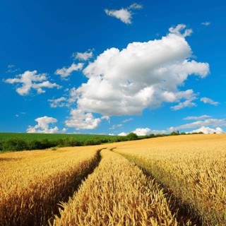 Cultural landscape in summer