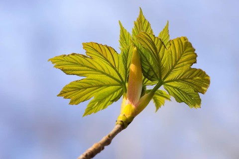 Bud produces leaf