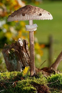 Parasol mushroom