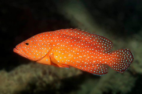 Vermillion seabass