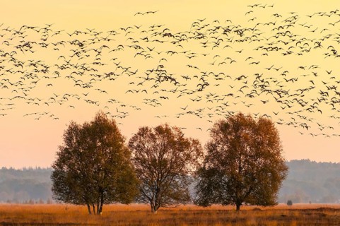 Pulling Greylag goose