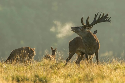 Strong red deer
