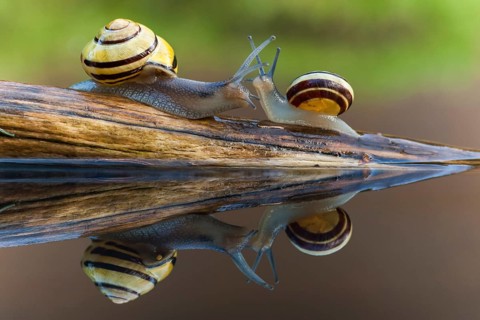 Small and large Grove snail