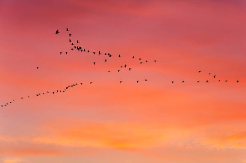 Pulling Greylag goose