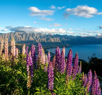 Purple Large-leaved lupins